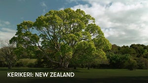 Kerikeri: New Zealand on Stingray Naturescape - past program