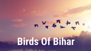 Birds Of Bihar on Discovery Hindi - past program