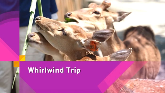 Whirlwind Trip on JioTV