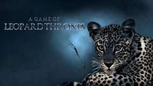 A Game Of Leopard Thrones on Animal Planet Hindi - past program