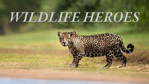 Wildlife Heroes Episode 4 on INWILD - past program
