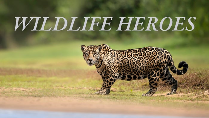 Wildlife Heroes Episode No.1 on JioTV