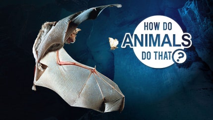 How Do Animals Do That? on D Tamil