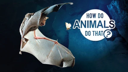How Do Animals Do That? on D Tamil