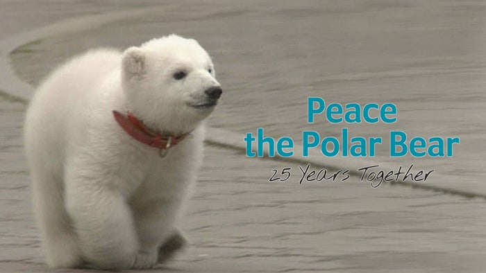Peace The Polar Bear: 25 Years Together on JioTV