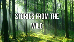 Stories From the Wild on Sony BBC Earth SD - past program