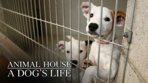 A Dog's Life Episode 1 on INWILD - past program