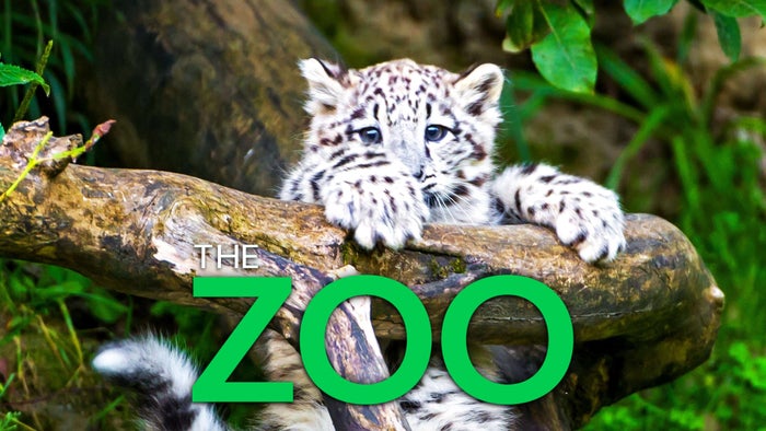 The Zoo on JioTV