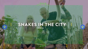 Snakes In The City India on National Geographic HD - past program