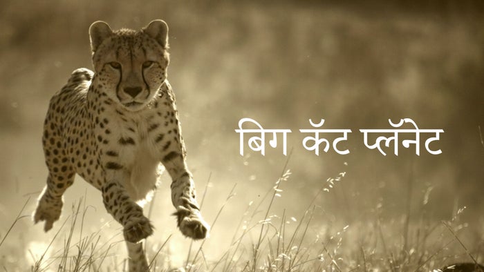 Big Cat Planet on JioTV
