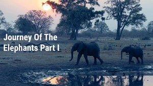 A Night on Earth: Africa on Animal Planet HD English - past program