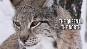 The queen in the north on Animal Planet English - past program