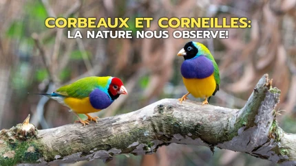 Corbeaux et corneilles: la nature nous observe! on TV5 Monde