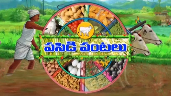 Pasidipantalu on JioTV