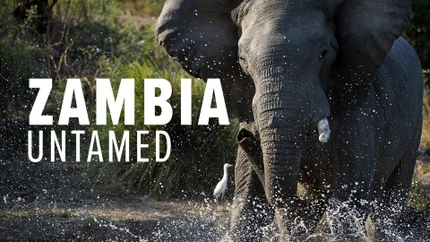 Zambia Untamed on Animal Planet English