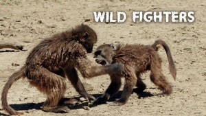 Wild Fighters on Animal Planet Hindi