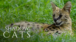Shadow Cats on Nat Geo Wild HD - past program