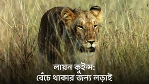 Lion Queens: Fighting For Survival on Animal Planet HD English - past program