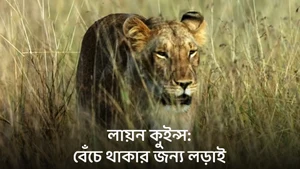 Lion Queens: Fighting For Survival on Animal Planet HD English - past program