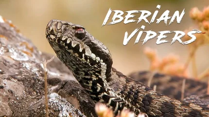 Iberian Vipers on Animal Planet English