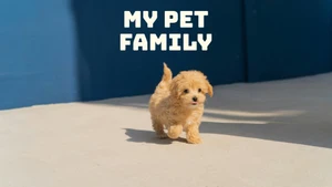 My Pet Family on Duck TV - past program