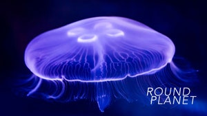 Round Planet on Sony BBC Earth SD - past program