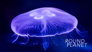 Round Planet on Sony BBC Earth SD - past program