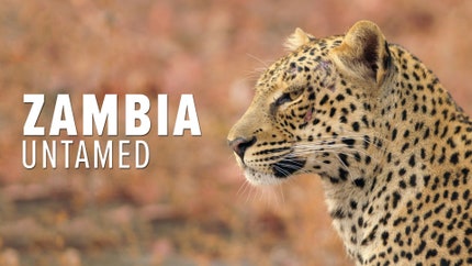 Zambia Untamed on Animal Planet HD Tamil
