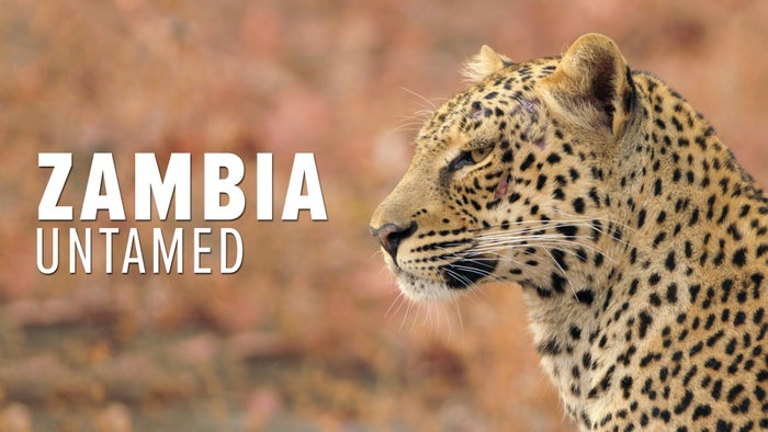 Zambia Untamed on JioTV