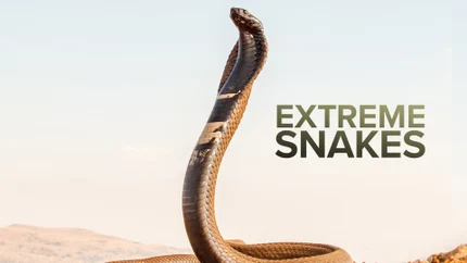 Extreme Snakes on Animal Planet HD World
