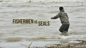 Fishermen vs. Seals on dw - past program