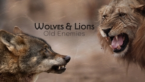 Wolves & Lions: Old Enemies on Animal Planet Tamil - past program