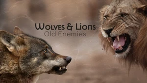 Wolves & Lions: Old Enemies on Animal Planet Tamil - past program