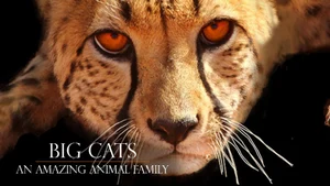 Big Cats: An Amazing Animal Family on Animal Planet Hindi - past program