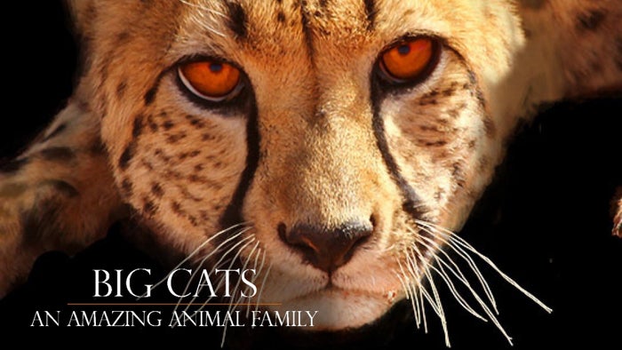 Big Cats: An Amazing Animal Family Episode No.1 on JioTV