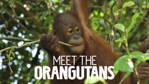 Meet the Orangutans on Discovery Science - past program