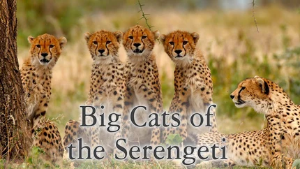 Big Cats Of The Serengeti on Animal Planet English