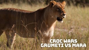 Croc Wars: Grumeti Vs Mara on Nat Geo Wild HD - past program