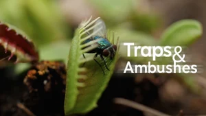 Traps & Ambushes on Animal Planet Hindi