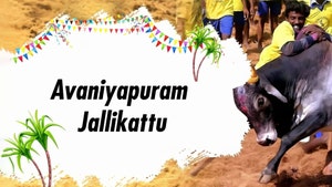 Avaniyapuram Jallikattu on Thanthi TV - past program