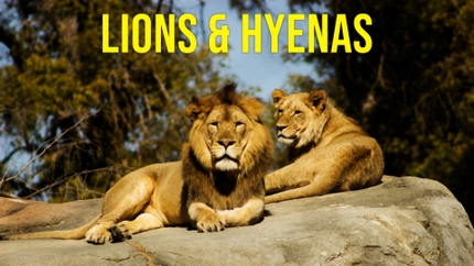 Lions & Hyenas on Animal Planet HD Tamil