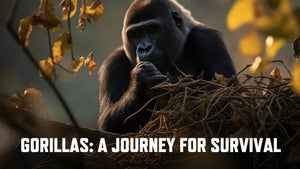 Gorillas: A Journey for Survival on INWILD - past program