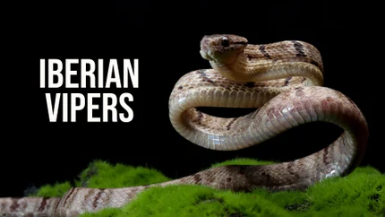 Iberian Vipers on Animal Planet HD World