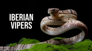 Iberian Vipers on Animal Planet HD English - past program
