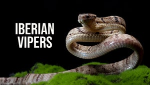Iberian Vipers on Animal Planet HD English - past program