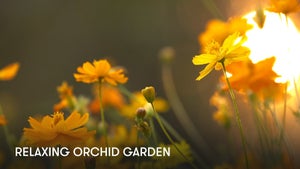 Relaxing Orchid Garden on Stingray Naturescape - past program