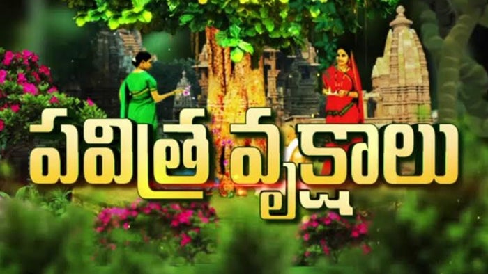 Pavitra Vrukshalu on JioTV