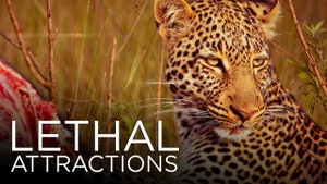 Lethal Attractions on Animal Planet Hindi