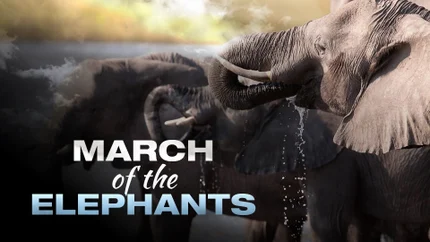 March of the Elephants on Animal Planet HD World