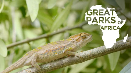 Great Parks of Africa on Animal Planet HD World